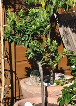 nurso5.webp
