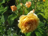 001.webp
