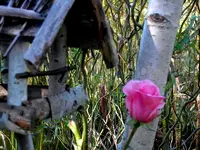 SDC12422.webp