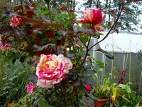 SDC12415.webp