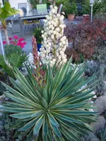 Yucca.webp