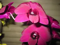 IMG_2599.webp