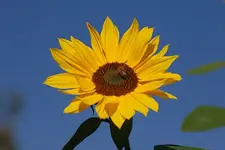 sonnenblume-6851a.webp
