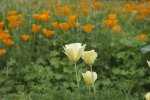 California Poppy.jpg