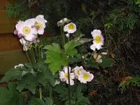 IMGP5416.webp