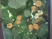kiwibl.2010.webp