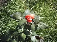 rosen10.webp