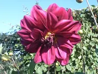blu8.webp