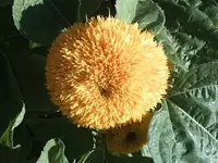 sobl2.webp