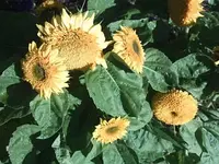 sobl1.webp