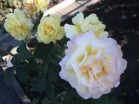 rose15.webp