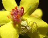 krabbenspinne_1.webp