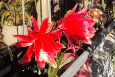 DSC00513 - 2010-10-10- epiphyllum.webp