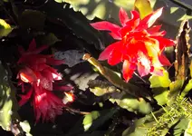DSC00516 - 2010-10-10- epiphyllum.webp