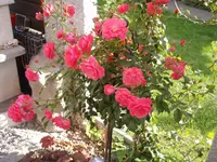 P9193486.webp