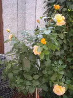 P9193488.webp