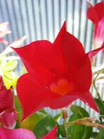 P9193505.webp