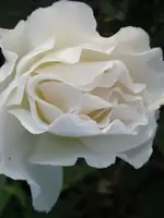 004.webp