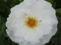 014.webp