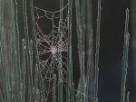 Spinnennetz im Ginster.jpg