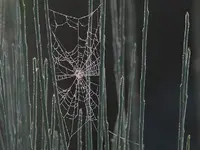 Spinnennetz im Ginster.webp