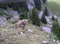 Eine Kuh mitten auf dem Wanderweg.webp