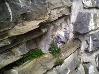 Steingarten3.webp