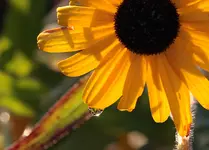 Sonnenhut gelb Tropfen.webp