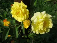 003.webp