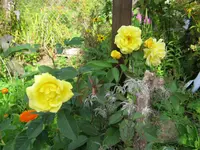 024.webp