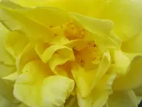 005.webp