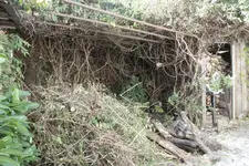 Urwald hinterm Haus.webp