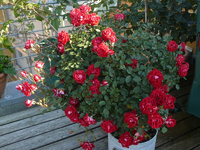 topfrose3.webp