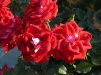topfrose2.webp