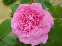 rose gertrude jekyll1.webp