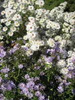 IMG_3054.webp