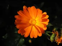 IMG_3055.webp