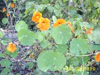 STA40074.webp