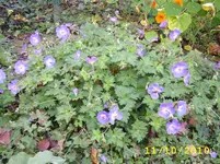 STA40075.webp