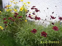 STA40077.webp