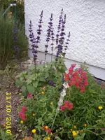 STA40078.webp