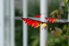 comp_IMG_6427.webp