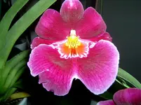 flöhli-orchidee.webp