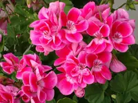 Geranienbäumchen 2.webp
