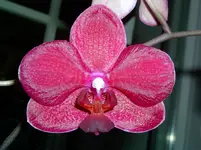 paleonopsis rot.webp