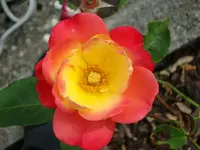 Rosen 2.webp