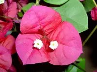 rote Bougainvillea.webp