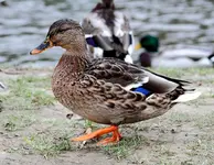 comp_IMG_6128.webp