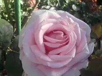 P031010_16.29.webp