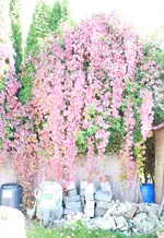 garten2.webp